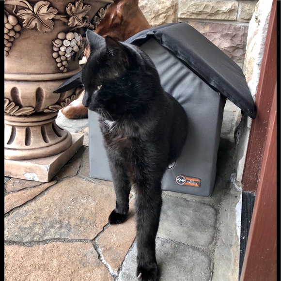 Posher Kathleen ❤️😻”Here, Kitty, kitty” - Picture 7 of 16